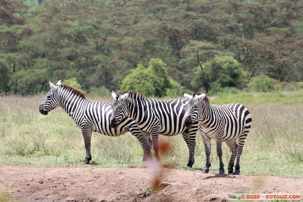 Lake Nakuru National Park - Zebra
Mots-clés: KEN Kenya Nakuru Nderit Lake Nakuru National Park Lake Nakuru Lodge zebre animals