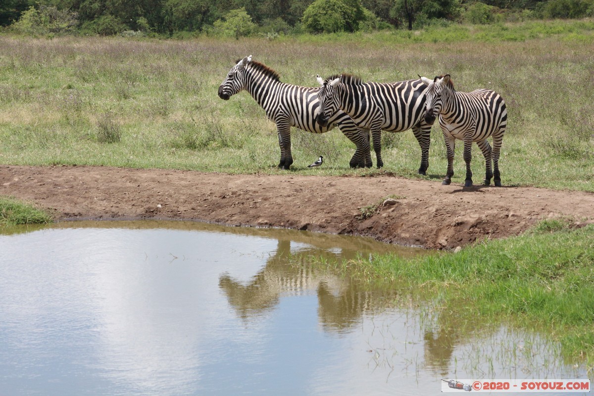 Lake Nakuru National Park - Zebra
Mots-clés: KEN Kenya Nakuru Nderit Lake Nakuru National Park Lake Nakuru Lodge zebre animals