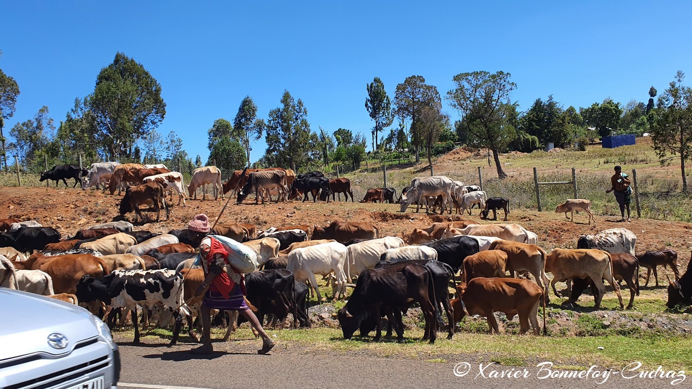On A2 - Along Mount Kenya
Mots-clés: geo:lat=0.05744366 geo:lon=37.20671855 geotagged KEN Kenya Meru Timau animals vaches