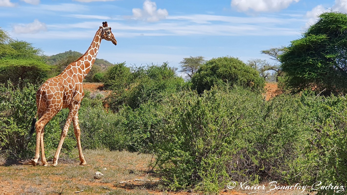 Samburu - Reticulated giraffe
Mots-clés: geo:lat=0.59998840 geo:lon=37.58526796 geotagged KEN Kenya Samburu Samburu National Reserve reticulated giraffe Somali giraffe Giraffe animals