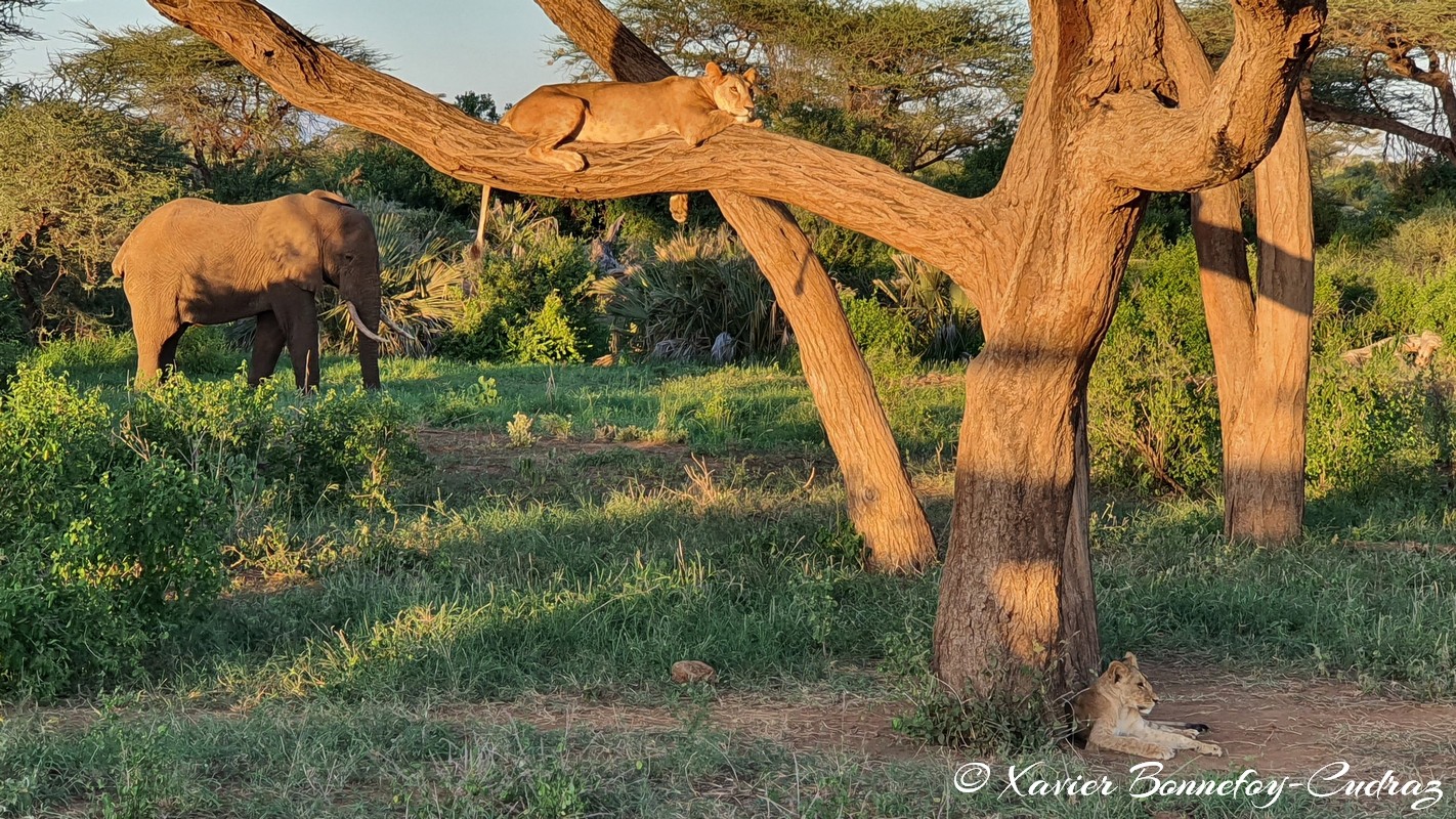 Buffalo Springs - Lion and Elephant
Mots-clés: geo:lat=0.55603993 geo:lon=37.57474732 geotagged KEN Kenya Samburu Isiolo Buffalo Springs National Reserve animals Lion sunset Elephant