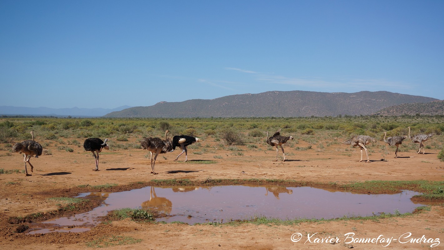 Samburu - Somali ostriches
Mots-clés: geo:lat=0.60784400 geo:lon=37.62019800 geotagged KEN Kenya Samburu Samburu National Reserve Somali ostriches animals Autruche oiseau