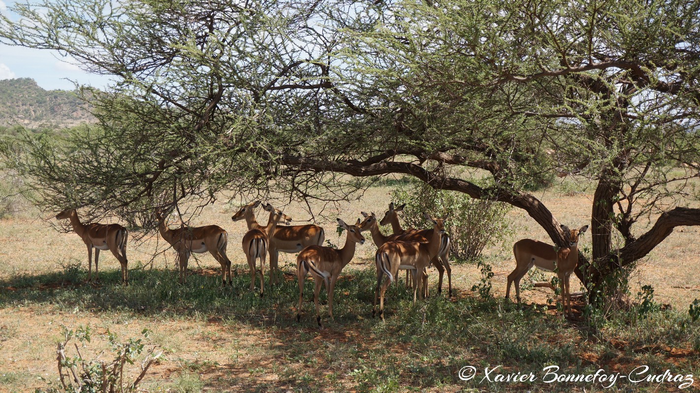 Samburu - Impala
Mots-clés: geo:lat=0.59134200 geo:lon=37.57501900 geotagged KEN Kenya Samburu Samburu National Reserve Impala animals