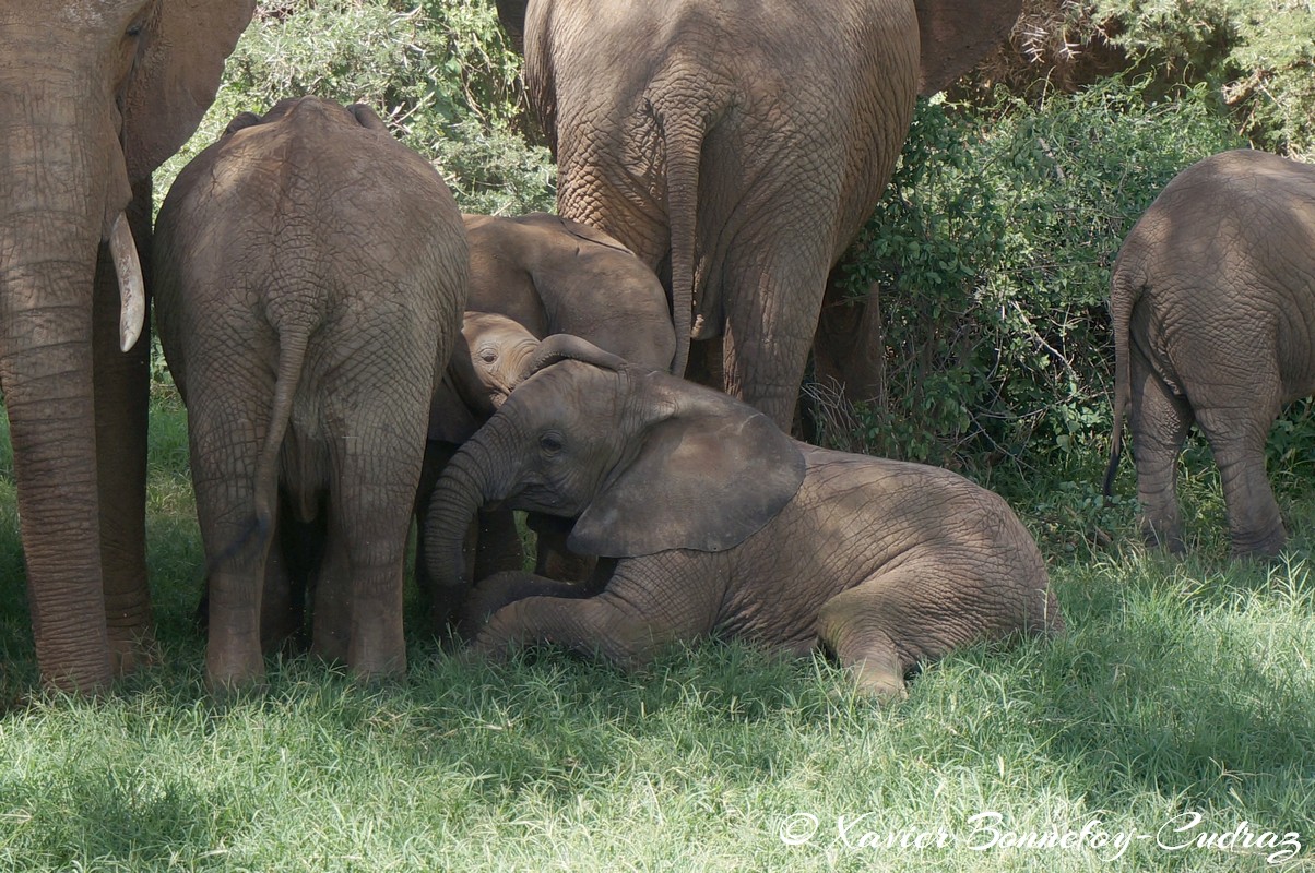 Samburu - Elephant
Mots-clés: geo:lat=0.57132400 geo:lon=37.56448900 geotagged KEN Kenya Samburu Samburu National Reserve animals Elephant