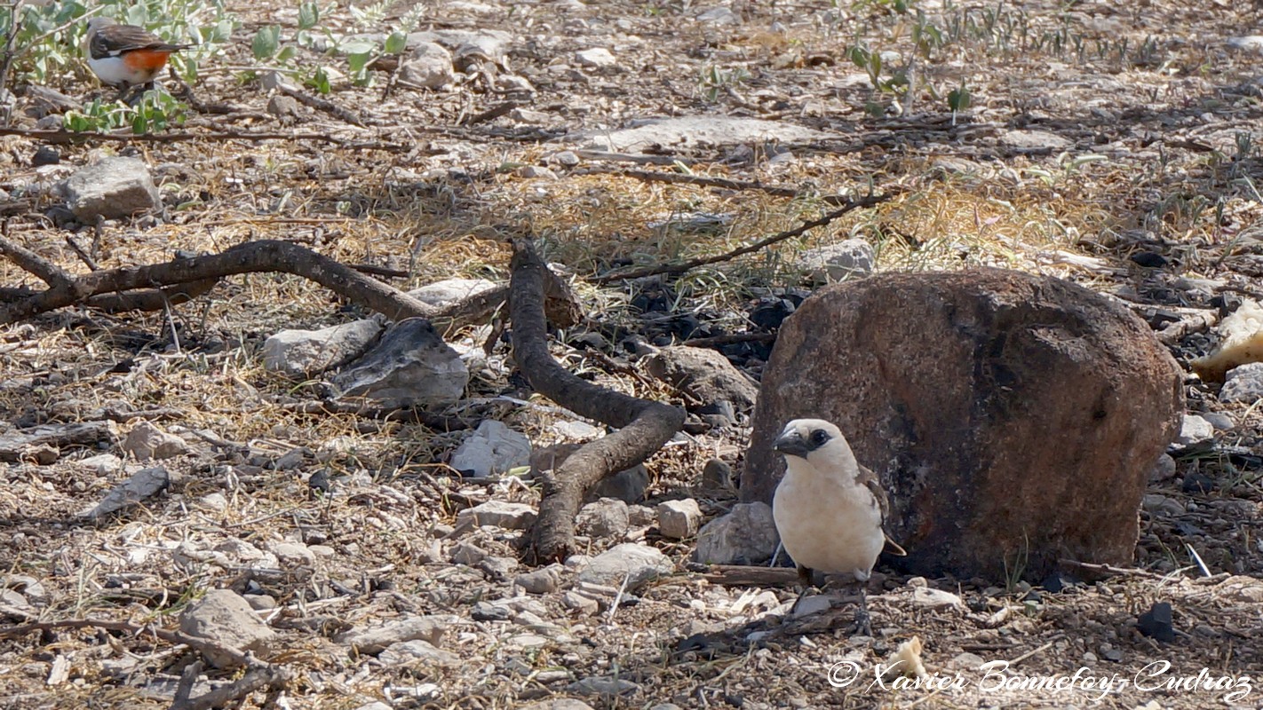 Buffalo Springs - White-headed Buffalo Weaver
Mots-clés: geo:lat=0.60684800 geo:lon=37.64855100 geotagged KEN Kenya Samburu Umoja Isiolo Buffalo Springs National Reserve animals oiseau White-headed Buffalo Weaver