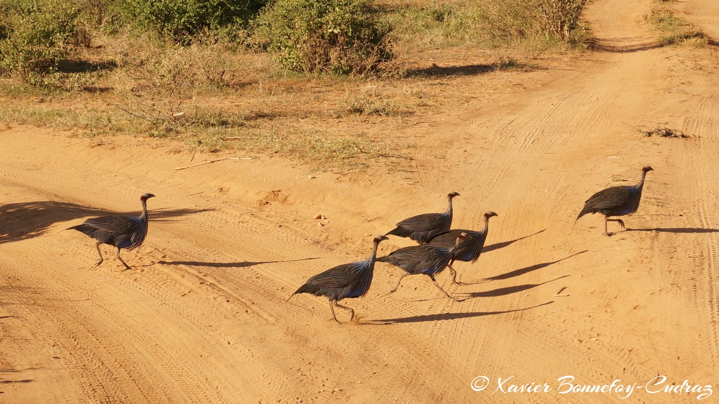 Samburu - Vulturine Guineafowl
Mots-clés: geo:lat=0.60039600 geo:lon=37.59997200 geotagged KEN Kenya Samburu Umoja Samburu National Reserve Vulturine Guineafowl oiseau animals