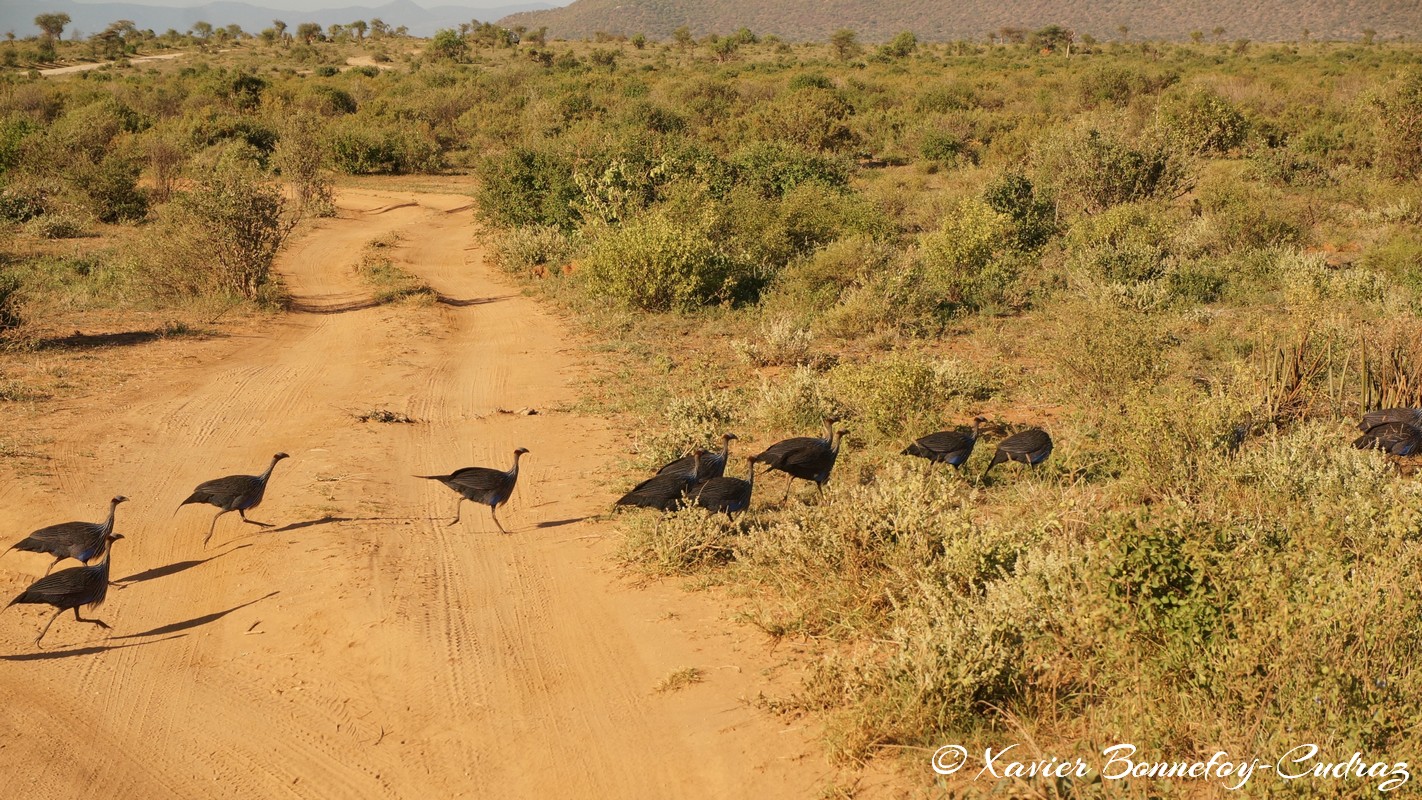 Samburu - Vulturine Guineafowl
Mots-clés: geo:lat=0.60040300 geo:lon=37.59996800 geotagged KEN Kenya Samburu Umoja Samburu National Reserve Vulturine Guineafowl oiseau animals