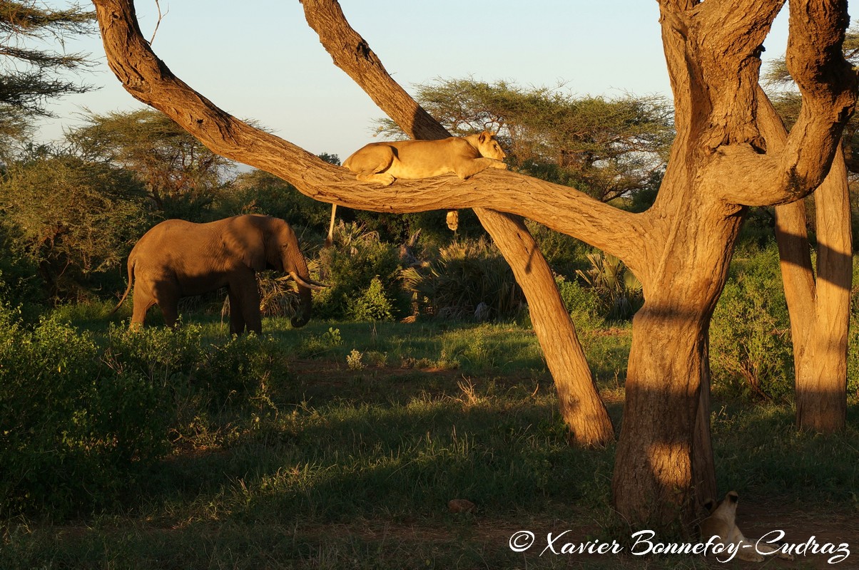 Buffalo Springs - Lion and Elephant
Mots-clés: geo:lat=0.55605700 geo:lon=37.57475400 geotagged KEN Kenya Samburu Umoja Isiolo Buffalo Springs National Reserve animals Lion Elephant
