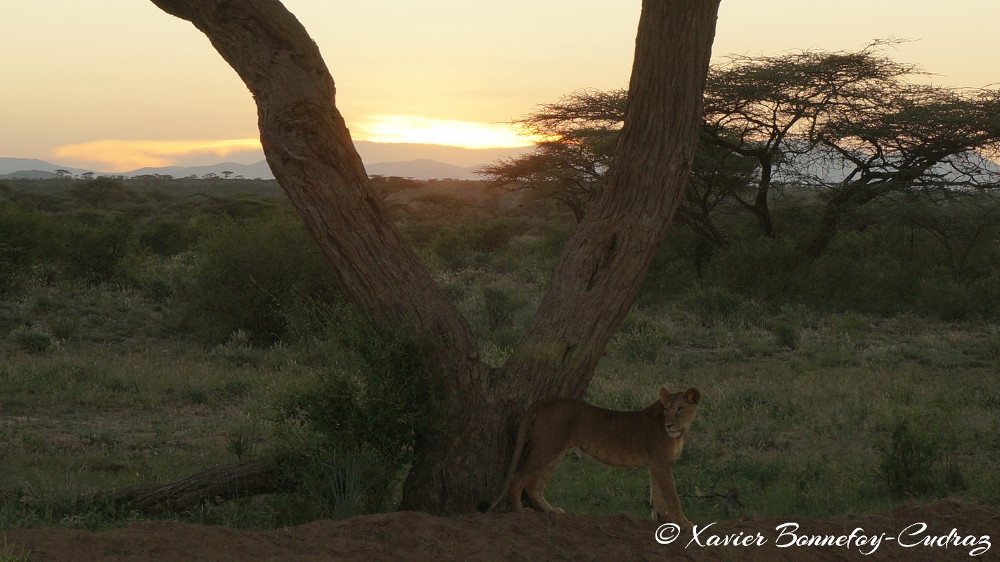 Buffalo Springs - Lion at Sunset
Mots-clés: geo:lat=0.55380400 geo:lon=37.57908400 geotagged KEN Kenya Samburu Umoja Isiolo Buffalo Springs National Reserve animals Lion