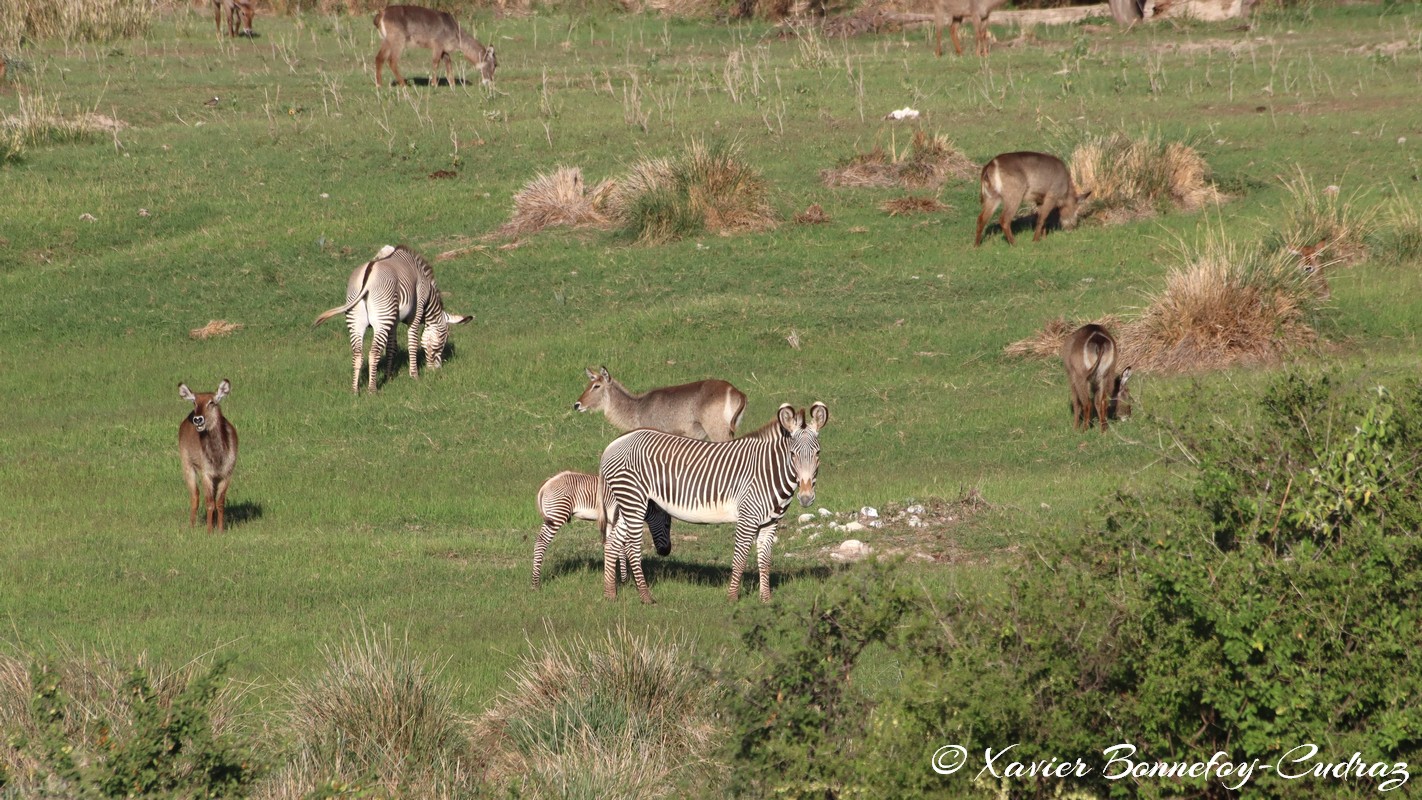 Shaba - Waterbuck  and Grevy's Zebra
Mots-clés: geo:lat=0.64906100 geo:lon=37.73095500 geotagged KEN Kenya Samburu Isiolo Shaba National Reserve Montagne animals zebre Grevy's Zebra Waterbuck