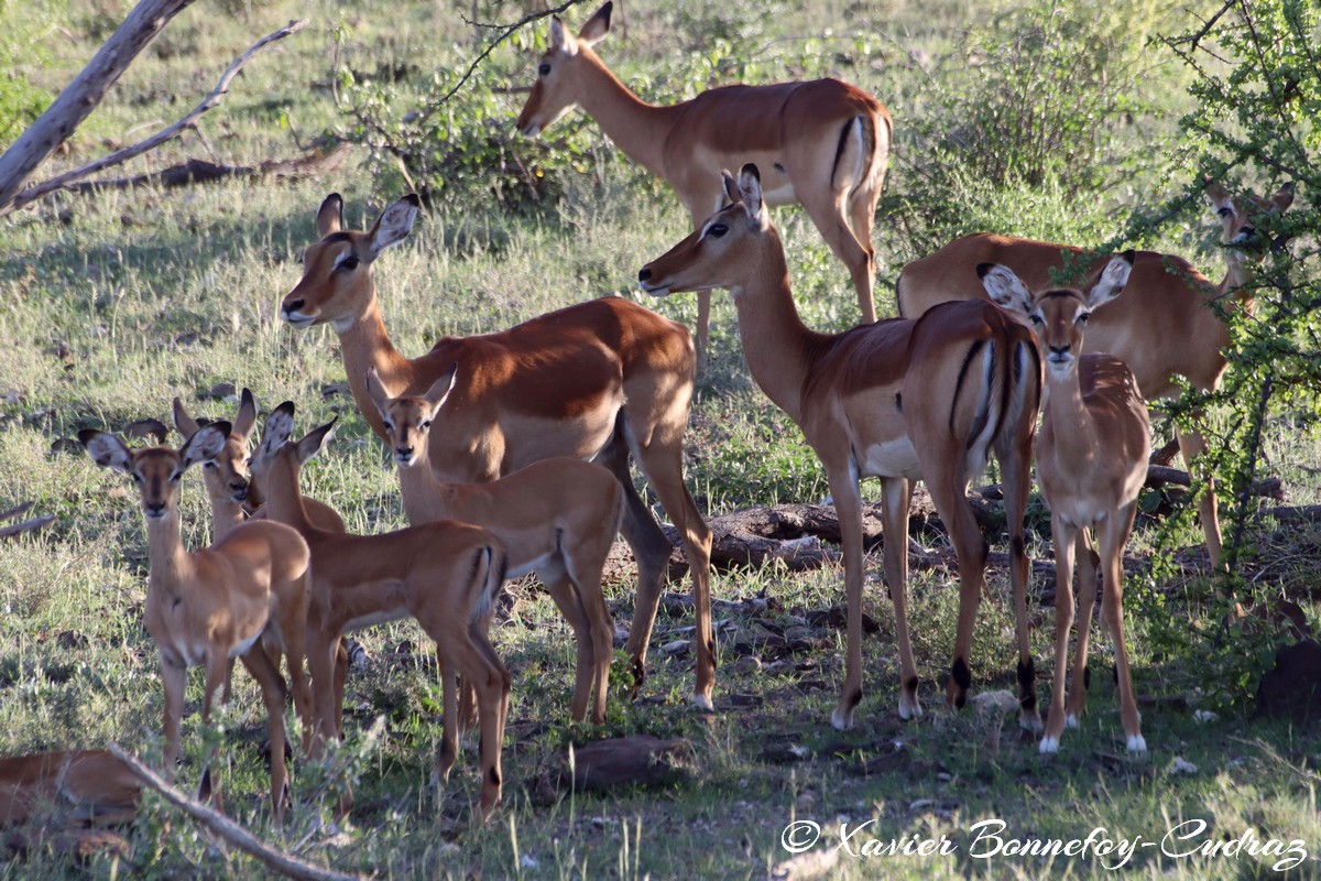 Shaba - Impala
Mots-clés: geo:lat=0.64727600 geo:lon=37.73431200 geotagged KEN Kenya Samburu Isiolo Shaba National Reserve animals