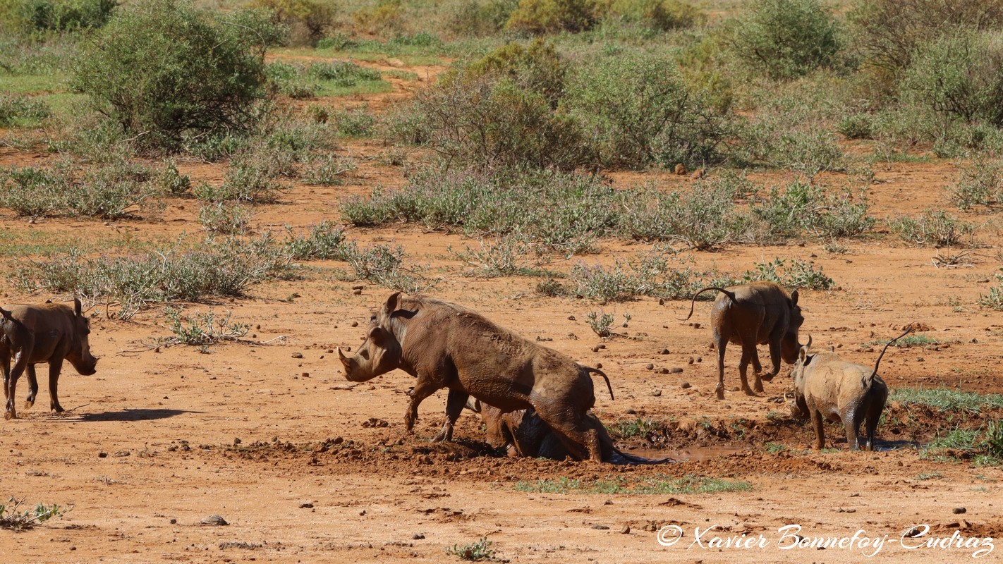 Samburu - Warthog
Mots-clés: geo:lat=0.60915100 geo:lon=37.62062300 geotagged KEN Kenya Samburu Samburu National Reserve animals Phacochere Warthog