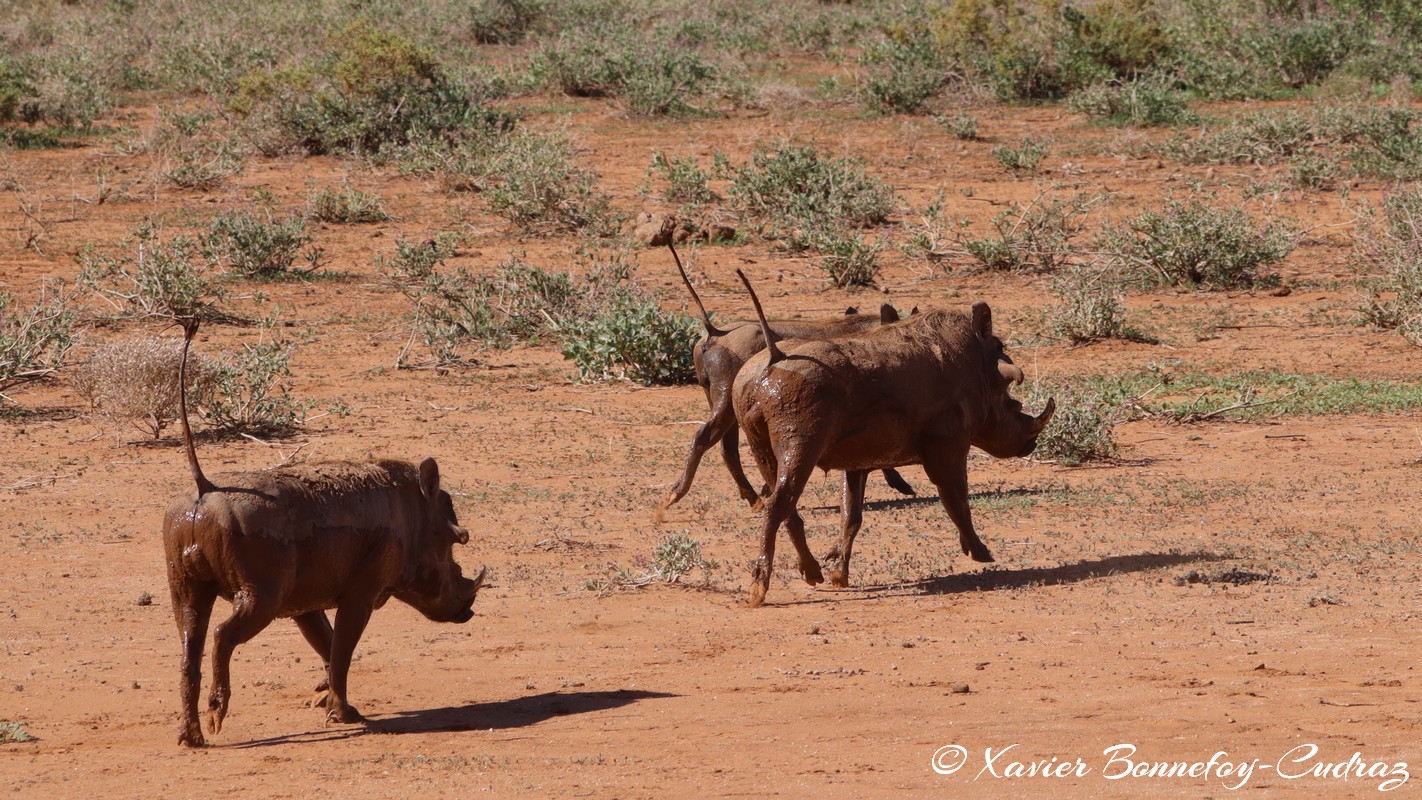 Samburu - Warthog
Mots-clés: geo:lat=0.60880200 geo:lon=37.62064600 geotagged KEN Kenya Samburu Samburu National Reserve animals Phacochere Warthog