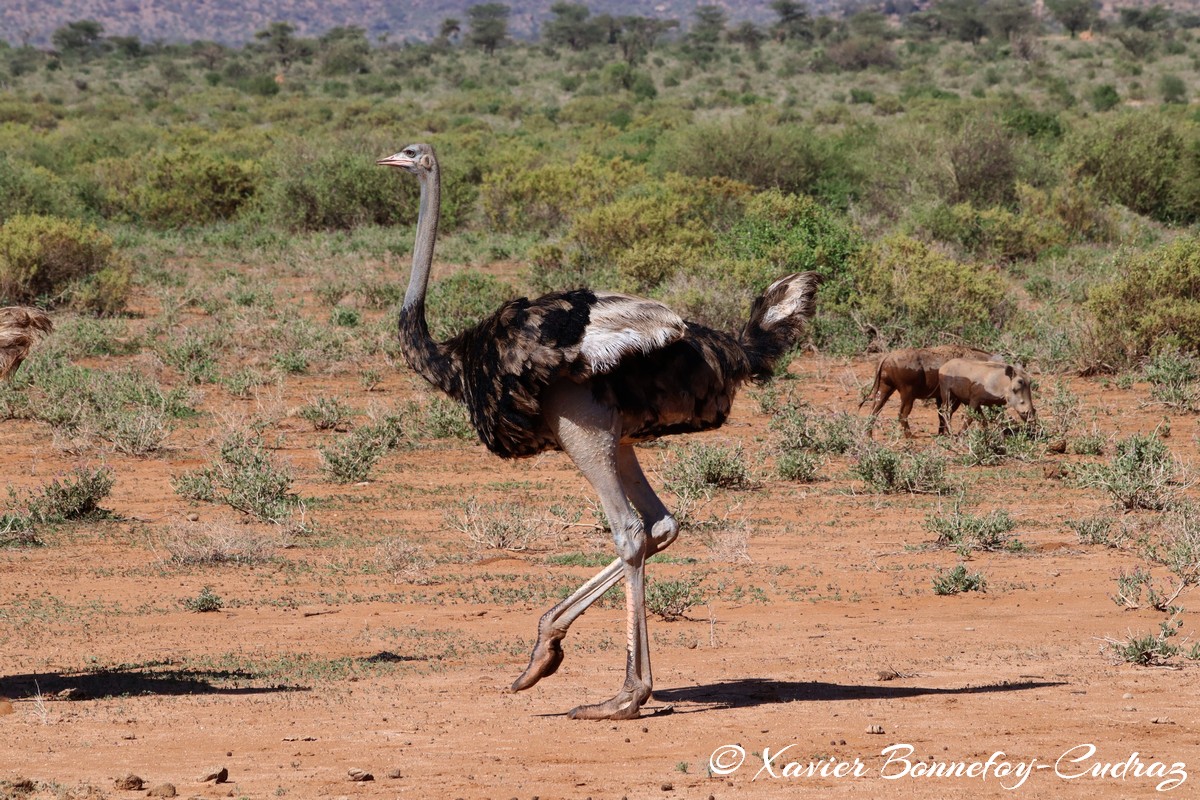 Samburu - Somali ostriches
Mots-clés: geo:lat=0.60831700 geo:lon=37.62052800 geotagged KEN Kenya Samburu Samburu National Reserve Somali ostriches animals Autruche oiseau