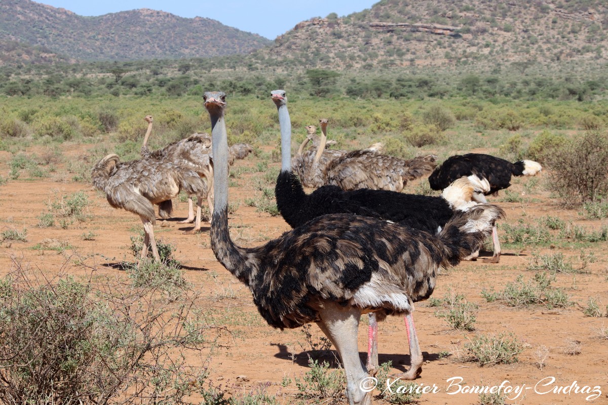 Samburu - Somali ostriches
Mots-clés: geo:lat=0.60806700 geo:lon=37.62042600 geotagged KEN Kenya Samburu Samburu National Reserve Somali ostriches animals Autruche oiseau