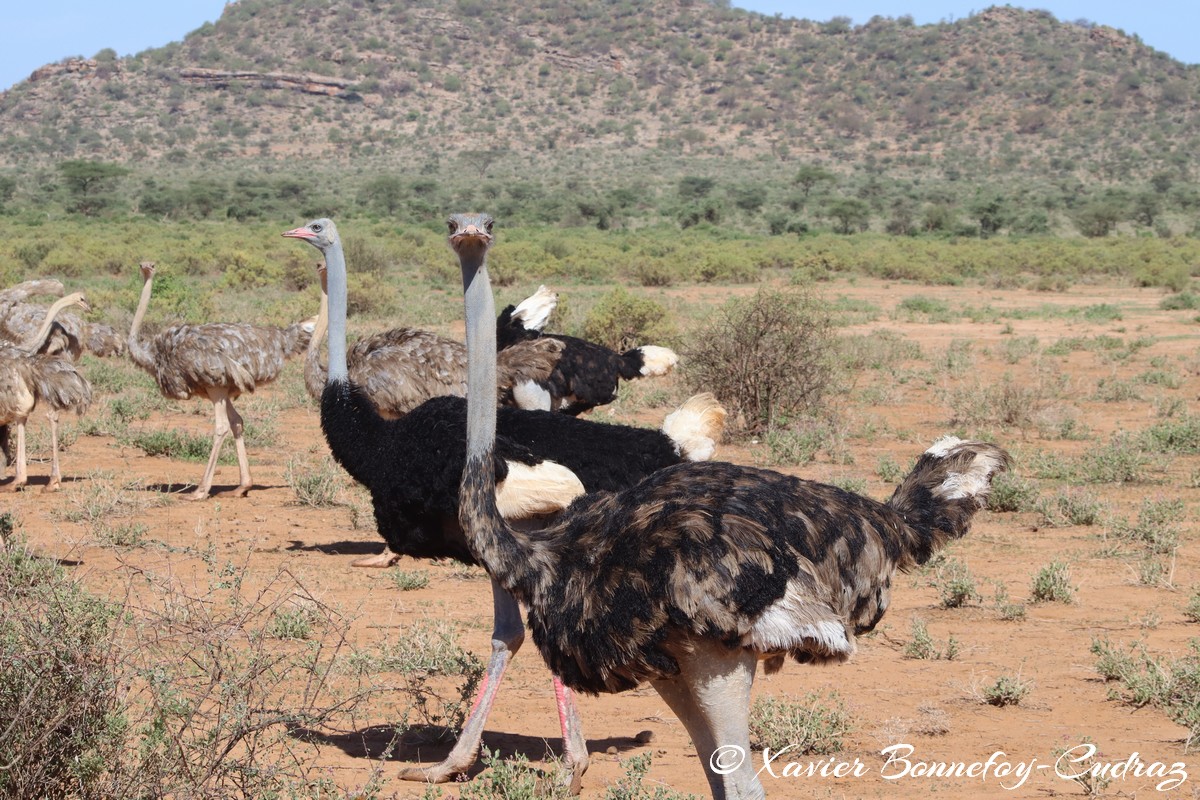 Samburu - Somali ostriches
Mots-clés: geo:lat=0.60805600 geo:lon=37.62042400 geotagged KEN Kenya Samburu Samburu National Reserve Somali ostriches animals Autruche oiseau