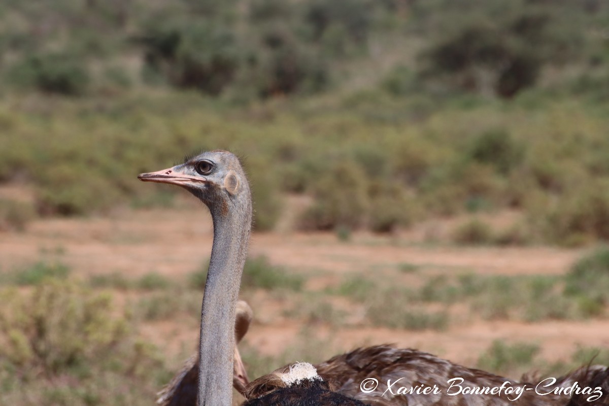 Samburu - Somali ostriches
Mots-clés: geo:lat=0.60784400 geo:lon=37.62019800 geotagged KEN Kenya Samburu Samburu National Reserve Somali ostriches animals Autruche oiseau