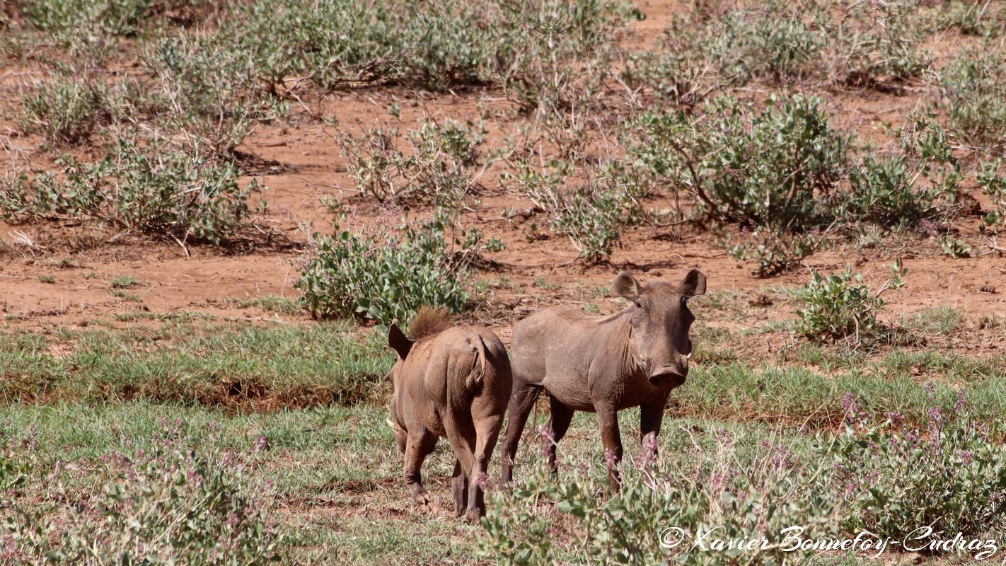 Samburu - Warthog
Mots-clés: geo:lat=0.60413500 geo:lon=37.62393900 geotagged KEN Kenya Samburu Samburu National Reserve animals Phacochere Warthog