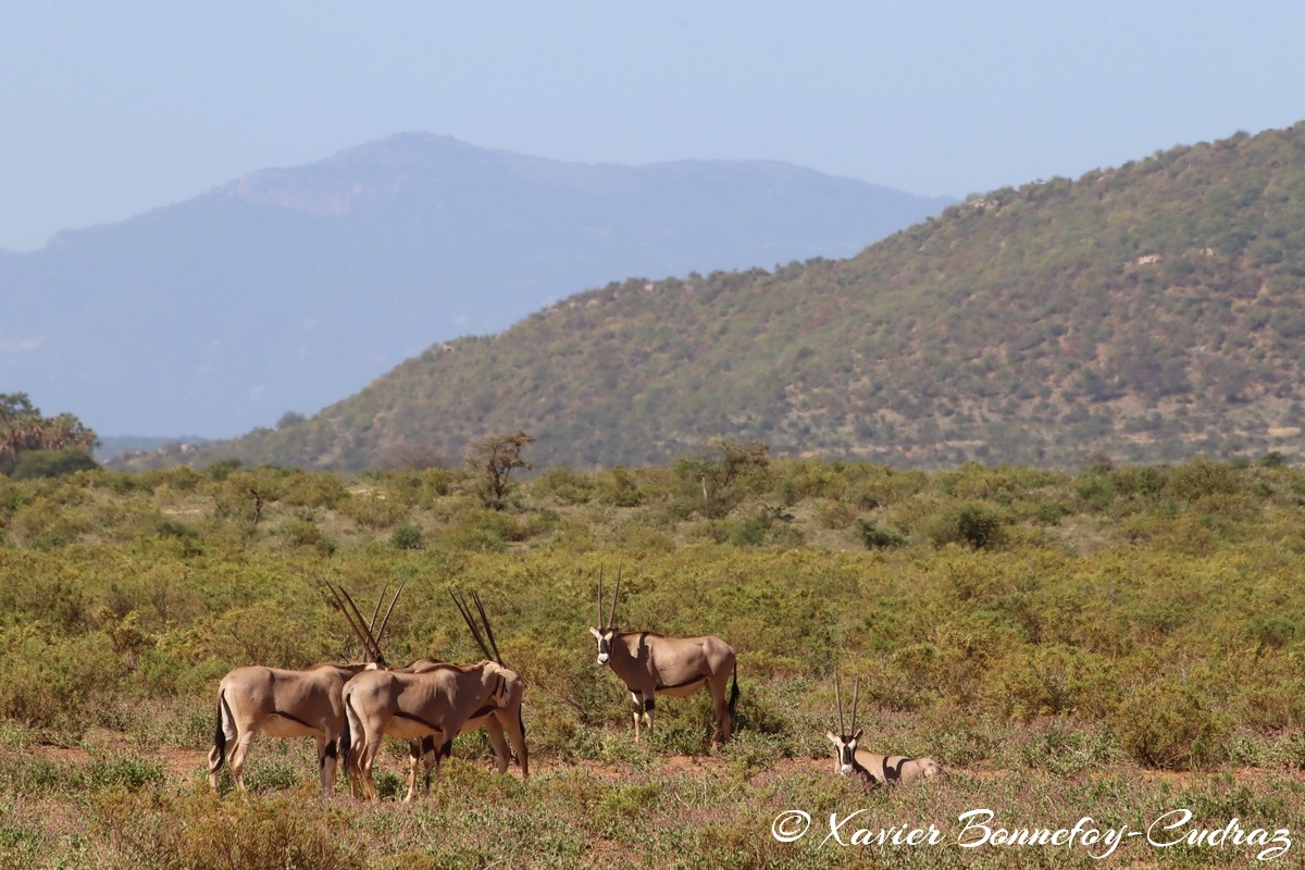 Samburu - Beisa Oryx
Mots-clés: geo:lat=0.60115500 geo:lon=37.61133100 geotagged KEN Kenya Samburu Samburu National Reserve animals Beisa Oryx