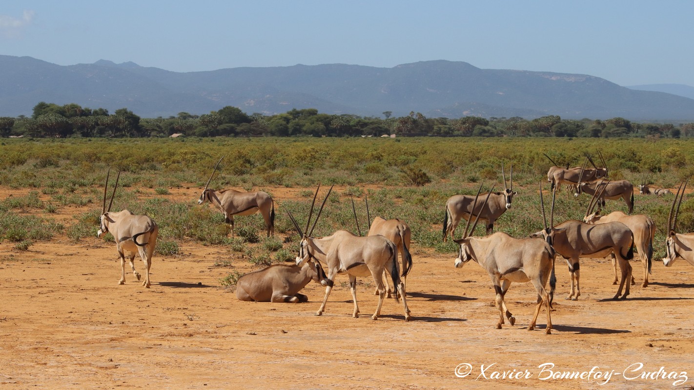 Samburu - Beisa Oryx
Mots-clés: geo:lat=0.60115400 geo:lon=37.61133900 geotagged KEN Kenya Samburu Samburu National Reserve animals Beisa Oryx