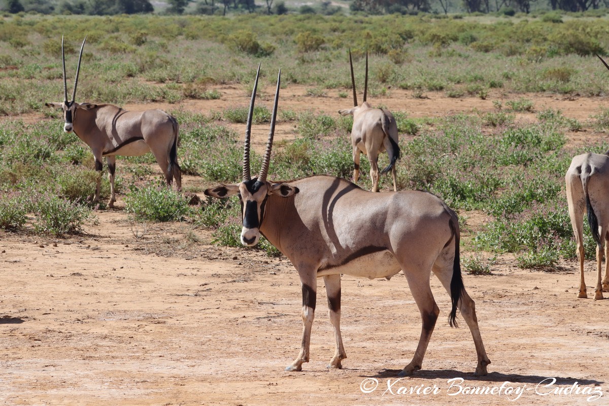 Samburu - Beisa Oryx
Mots-clés: geo:lat=0.60128200 geo:lon=37.61080900 geotagged KEN Kenya Samburu Samburu National Reserve animals Beisa Oryx