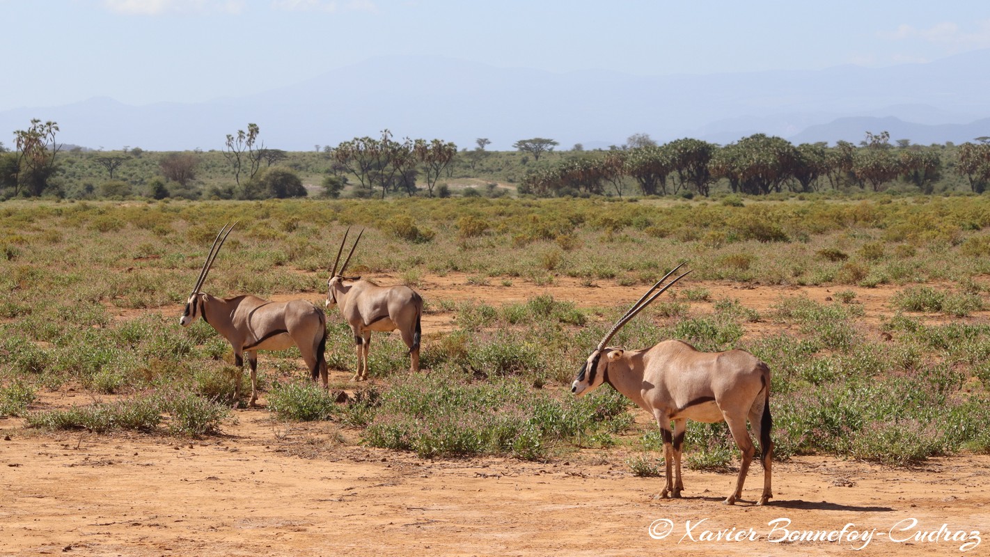 Samburu - Beisa Oryx
Mots-clés: geo:lat=0.60128500 geo:lon=37.61070400 geotagged KEN Kenya Samburu Samburu National Reserve animals Beisa Oryx