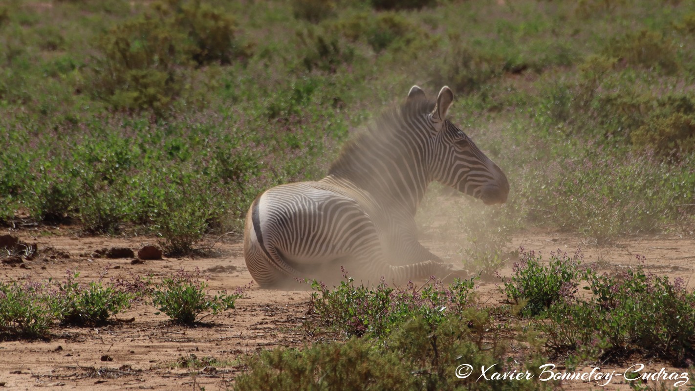 Samburu - Grevy's Zebra
Mots-clés: geo:lat=0.60110600 geo:lon=37.61058200 geotagged KEN Kenya Samburu Samburu National Reserve animals Grevy's Zebra