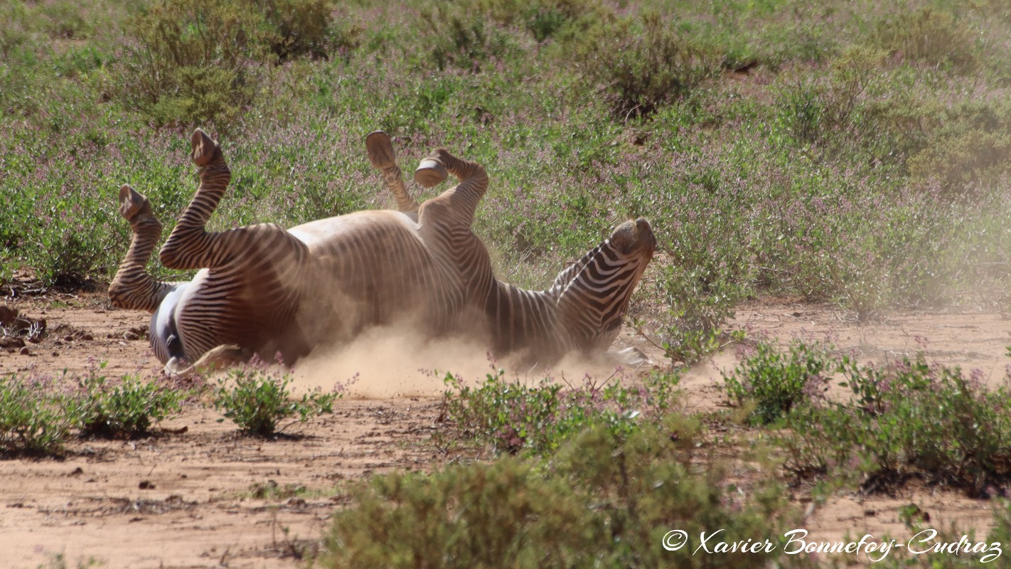 Samburu - Grevy's Zebra
Mots-clés: geo:lat=0.60110600 geo:lon=37.61058200 geotagged KEN Kenya Samburu Samburu National Reserve animals Grevy's Zebra