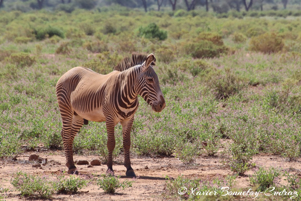 Samburu - Grevy's Zebra
Mots-clés: geo:lat=0.60110600 geo:lon=37.61058200 geotagged KEN Kenya Samburu Samburu National Reserve animals Grevy's Zebra