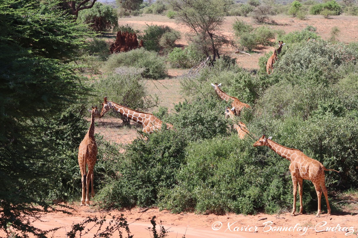 Samburu - Reticulated giraffe
Mots-clés: geo:lat=0.60068700 geo:lon=37.58584700 geotagged KEN Kenya Samburu Samburu National Reserve reticulated giraffe Somali giraffe Giraffe animals
