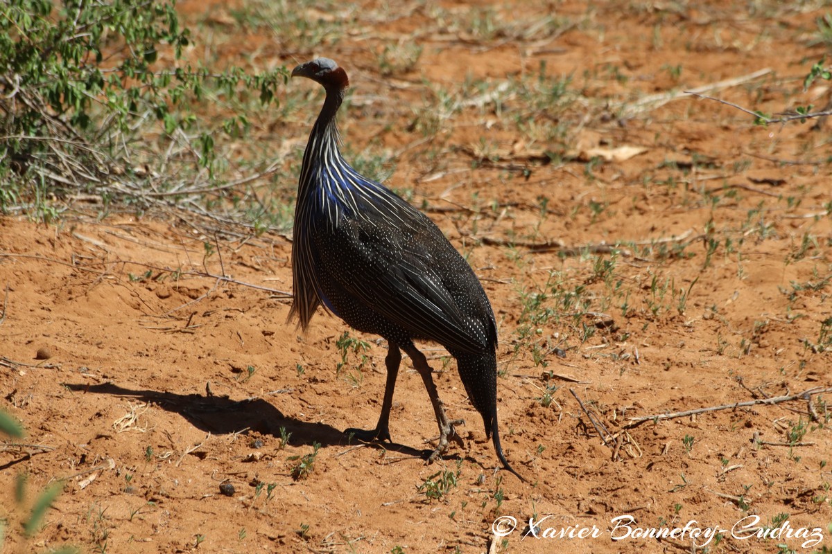 Samburu - Vulturine Guineafowl
Mots-clés: geo:lat=0.60103400 geo:lon=37.58500900 geotagged KEN Kenya Samburu Samburu National Reserve animals oiseau Vulturine Guineafowl