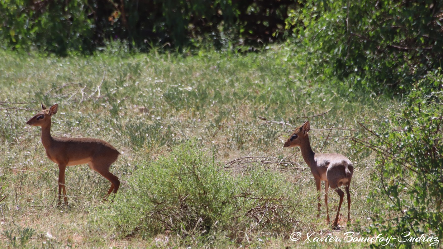 Samburu - Dik-dik
Mots-clés: geo:lat=0.59334900 geo:lon=37.58477500 geotagged KEN Kenya Samburu Samburu National Reserve animals Dik-dik