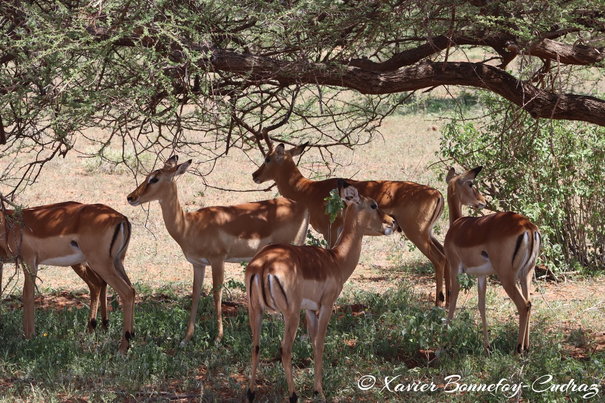Samburu - Impala
Mots-clés: geo:lat=0.59171700 geo:lon=37.57768800 geotagged KEN Kenya Samburu Samburu National Reserve Impala animals