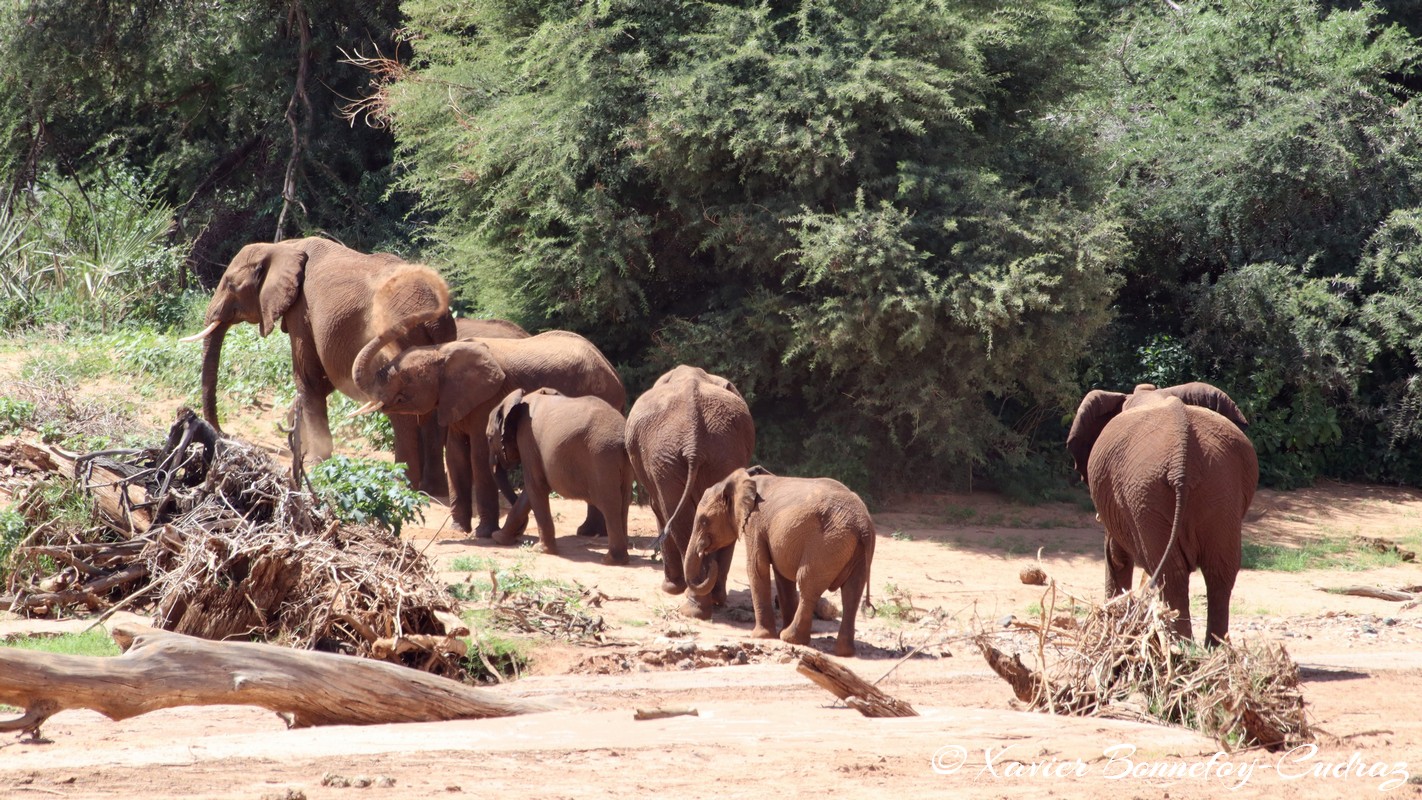 Samburu - Elephant
Mots-clés: geo:lat=0.57036100 geo:lon=37.56728900 geotagged KEN Kenya Samburu Samburu National Reserve animals Elephant