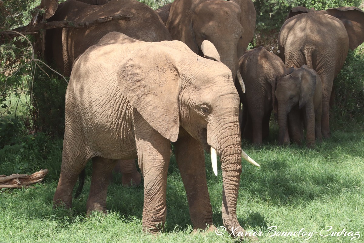 Samburu - Elephant
Mots-clés: geo:lat=0.57123100 geo:lon=37.56492500 geotagged KEN Kenya Samburu Samburu National Reserve animals Elephant