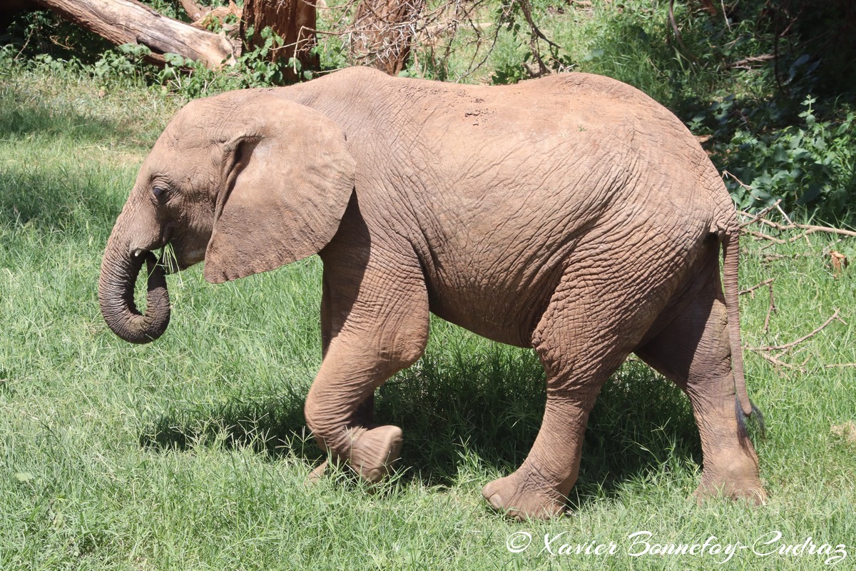 Samburu - Elephant
Mots-clés: geo:lat=0.57132400 geo:lon=37.56448900 geotagged KEN Kenya Samburu Samburu National Reserve animals Elephant
