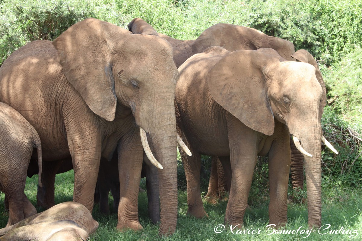 Samburu - Elephant
Mots-clés: geo:lat=0.57132400 geo:lon=37.56449400 geotagged KEN Kenya Samburu Samburu National Reserve animals Elephant