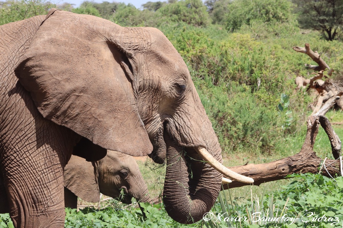 Samburu - Elephant
Mots-clés: geo:lat=0.57132000 geo:lon=37.56449600 geotagged KEN Kenya Samburu Samburu National Reserve animals Elephant