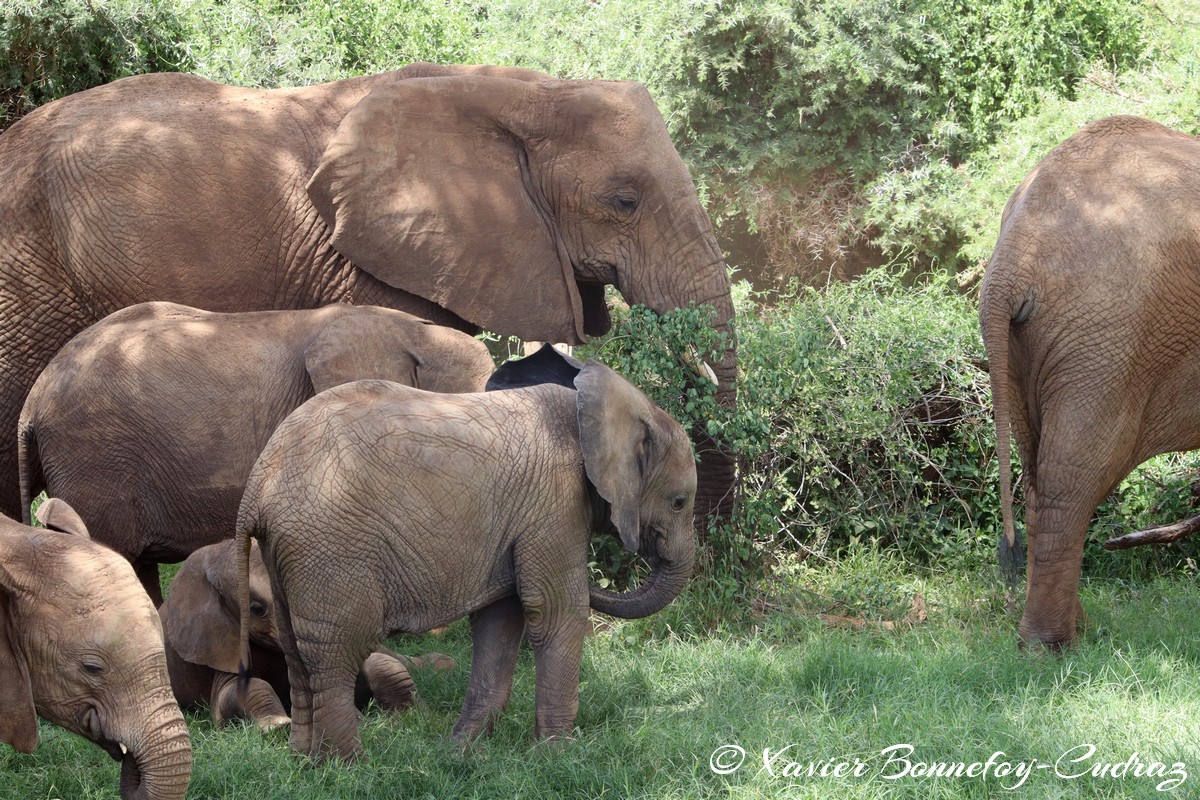 Samburu - Elephant
Mots-clés: geo:lat=0.57133100 geo:lon=37.56450700 geotagged KEN Kenya Samburu Samburu National Reserve animals Elephant