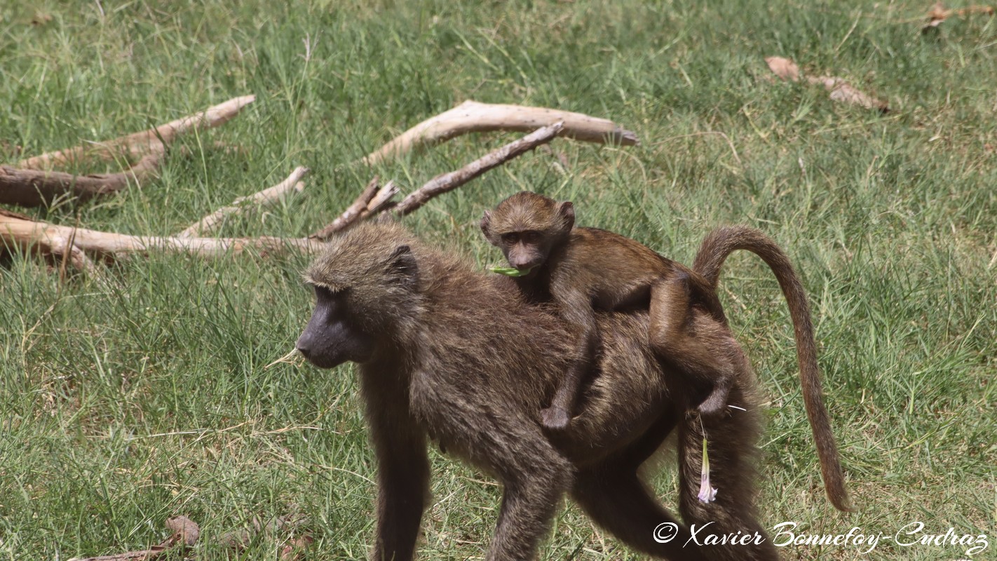 Samburu - Baboon
Mots-clés: geo:lat=0.57010200 geo:lon=37.56095300 geotagged KEN Kenya Samburu Samburu National Reserve animals singes Babouin