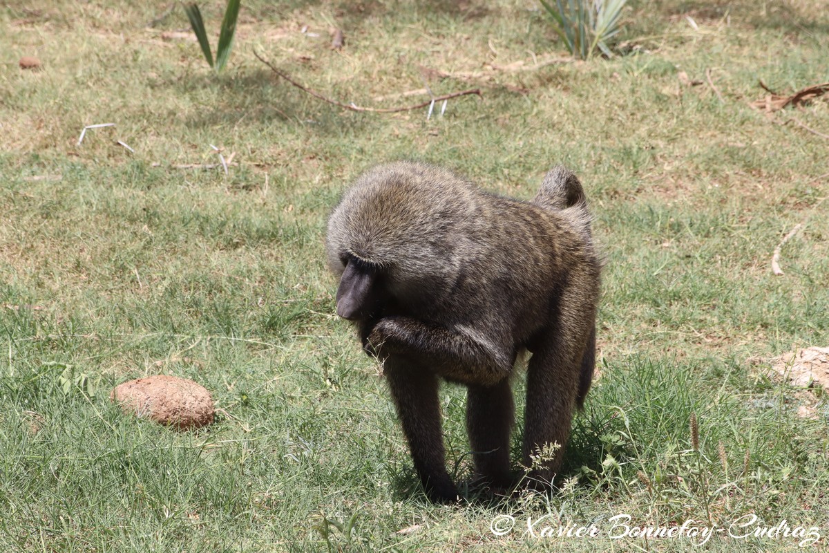 Samburu - Baboon
Mots-clés: geo:lat=0.57025300 geo:lon=37.56089100 geotagged KEN Kenya Samburu Samburu National Reserve animals singes Babouin