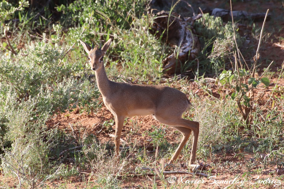 Samburu - Dik-dik
Mots-clés: geo:lat=0.61336100 geo:lon=37.62069100 geotagged KEN Kenya Samburu Samburu National Reserve animals Dik-dik