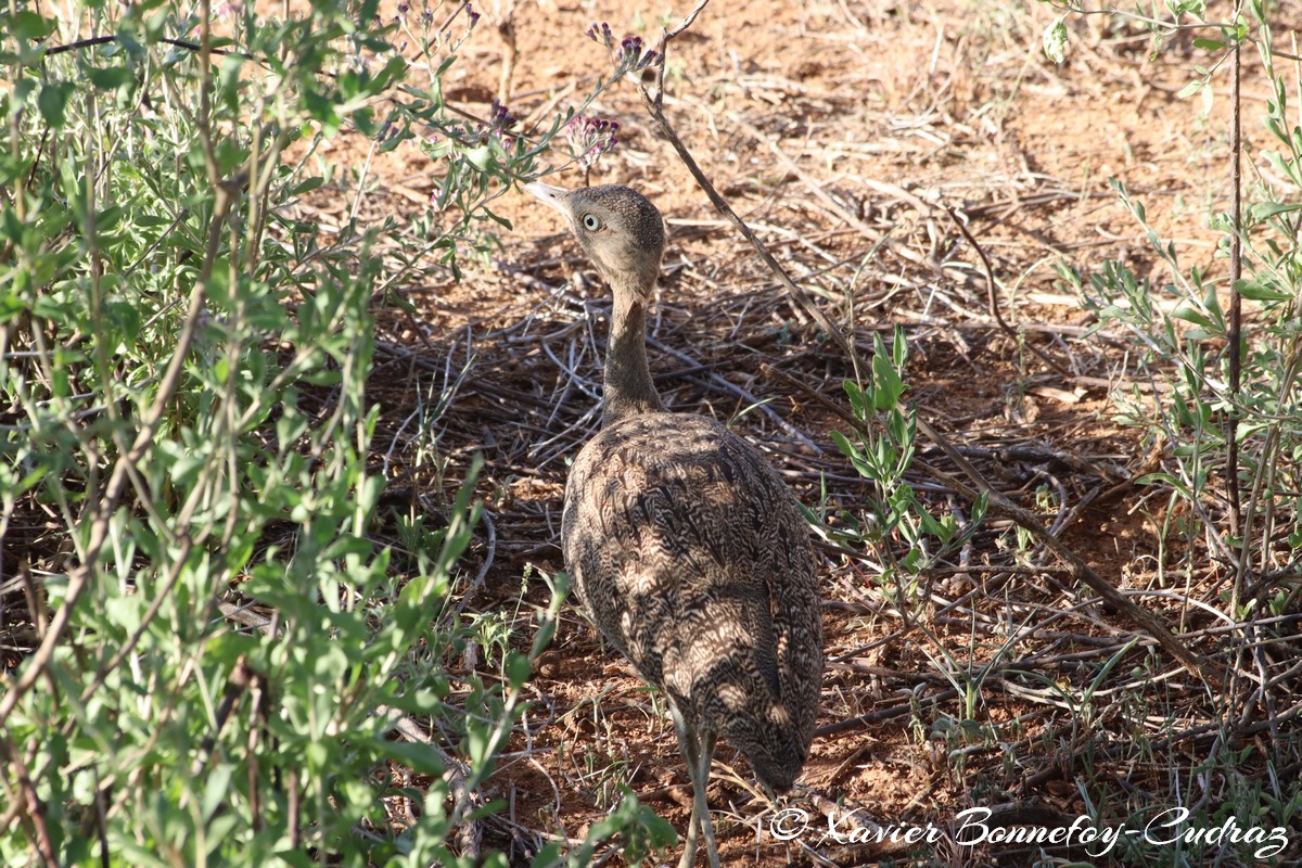 Samburu - Buff-crested Bustard
Mots-clés: geo:lat=0.61034900 geo:lon=37.61235900 geotagged KEN Kenya Samburu Samburu National Reserve animals Bird Buff-crested Bustard