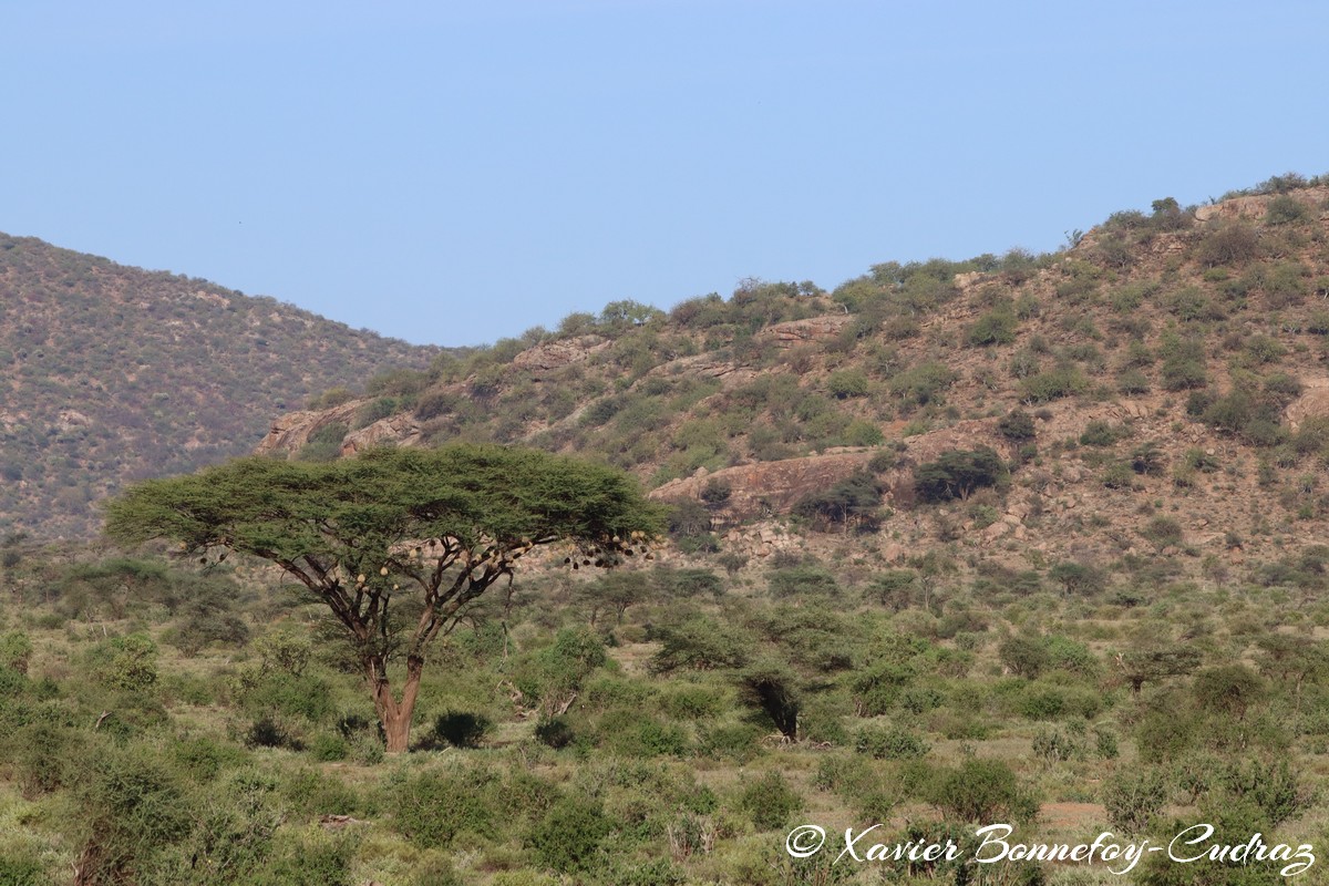Samburu
Mots-clés: geo:lat=0.60330400 geo:lon=37.60509200 geotagged KEN Kenya Samburu Samburu National Reserve paysage