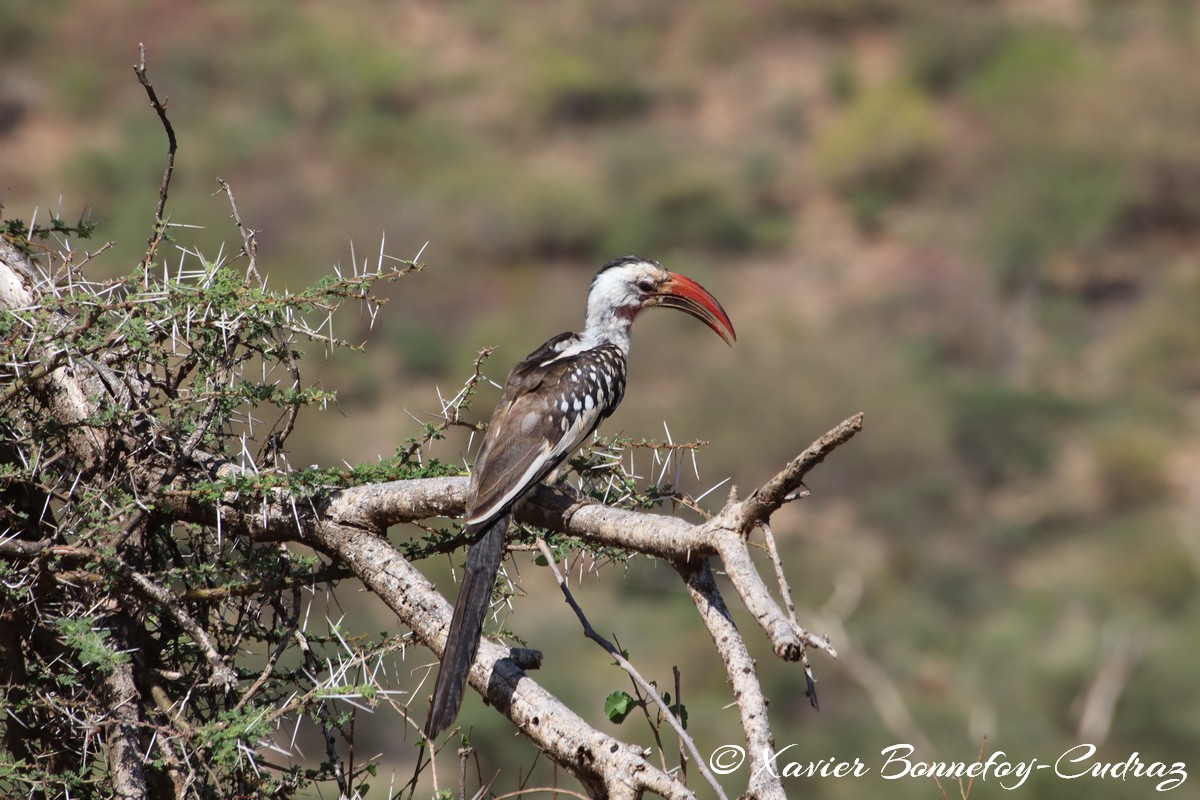 Samburu - Red Billed Hornbill
Mots-clés: geo:lat=0.58708200 geo:lon=37.56770200 geotagged KEN Kenya Samburu Samburu National Reserve animals Red Billed Hornbill