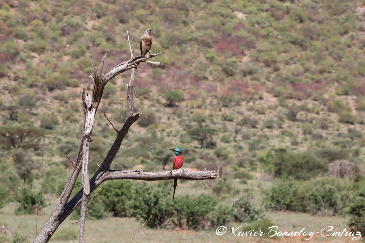 Samburu - Northern carmine bee-eater
Mots-clés: geo:lat=0.58145900 geo:lon=37.56608400 geotagged KEN Kenya Samburu Samburu National Reserve animals oiseau Northern carmine bee-eater