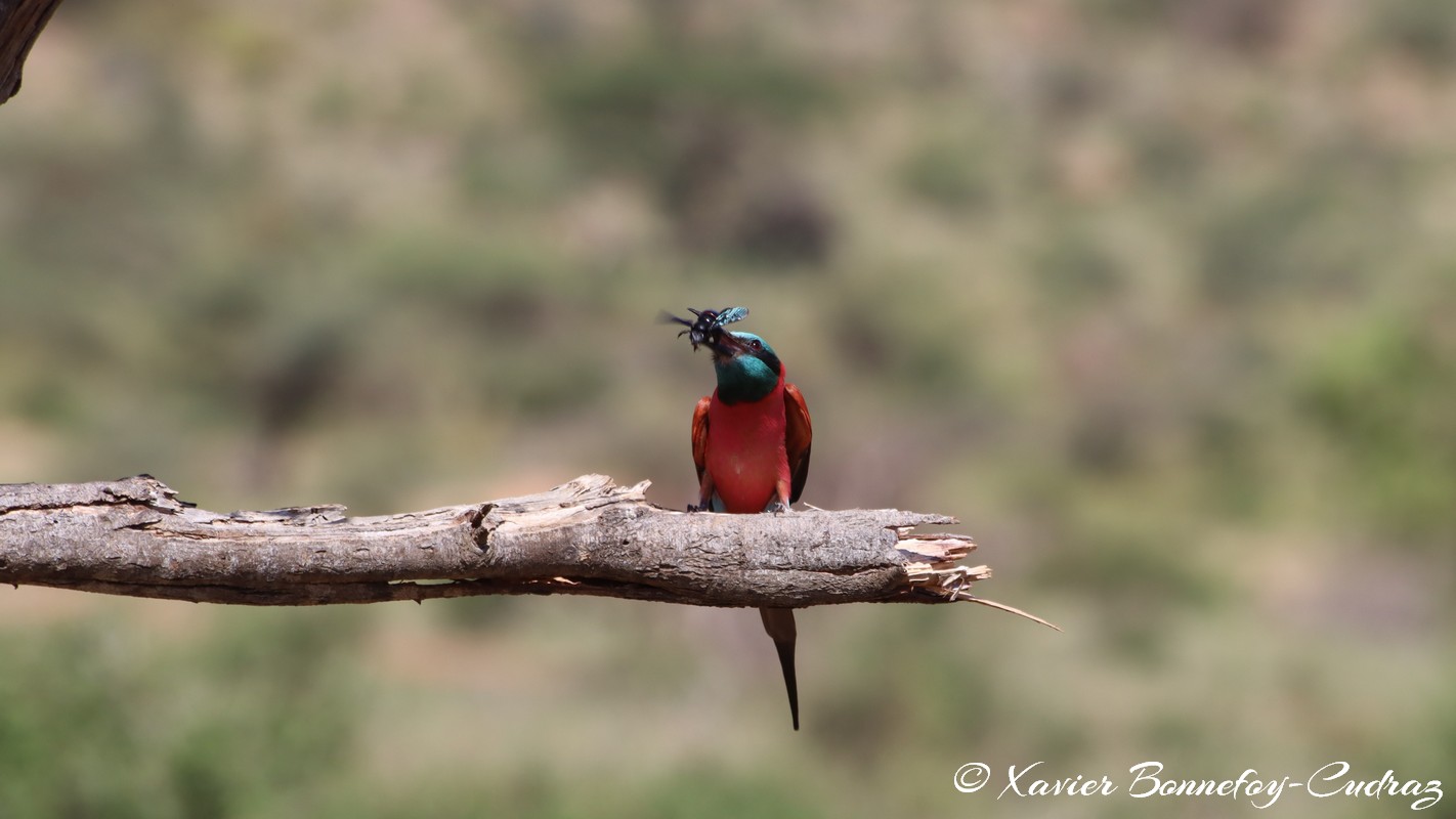 Samburu - Northern carmine bee-eater
Mots-clés: geo:lat=0.58145900 geo:lon=37.56608400 geotagged KEN Kenya Samburu Samburu National Reserve animals oiseau Northern carmine bee-eater