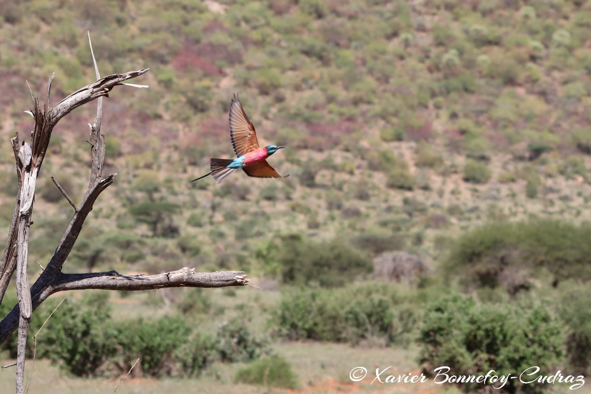 Samburu - Northern carmine bee-eater
Mots-clés: geo:lat=0.58145700 geo:lon=37.56607500 geotagged KEN Kenya Samburu Samburu National Reserve animals oiseau Northern carmine bee-eater