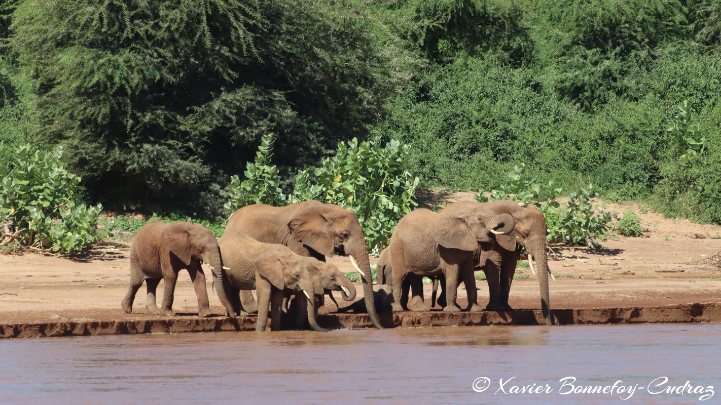 Samburu - Elephant
Mots-clés: geo:lat=0.57302000 geo:lon=37.55113900 geotagged KEN Kenya Samburu Samburu National Reserve animals Elephant
