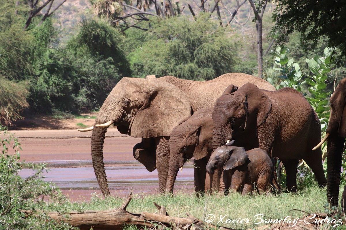 Samburu - Elephant
Mots-clés: geo:lat=0.57156600 geo:lon=37.55249200 geotagged KEN Kenya Samburu Samburu National Reserve animals Elephant